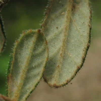 Pomaderris prunifolia var. prunifolia