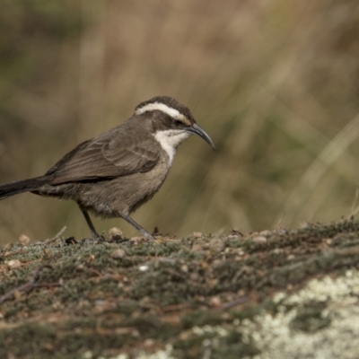 Pomatostomus superciliosus