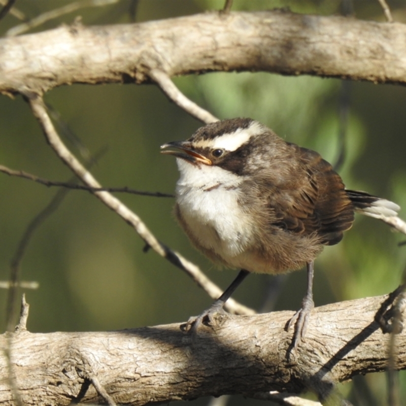 Young bird