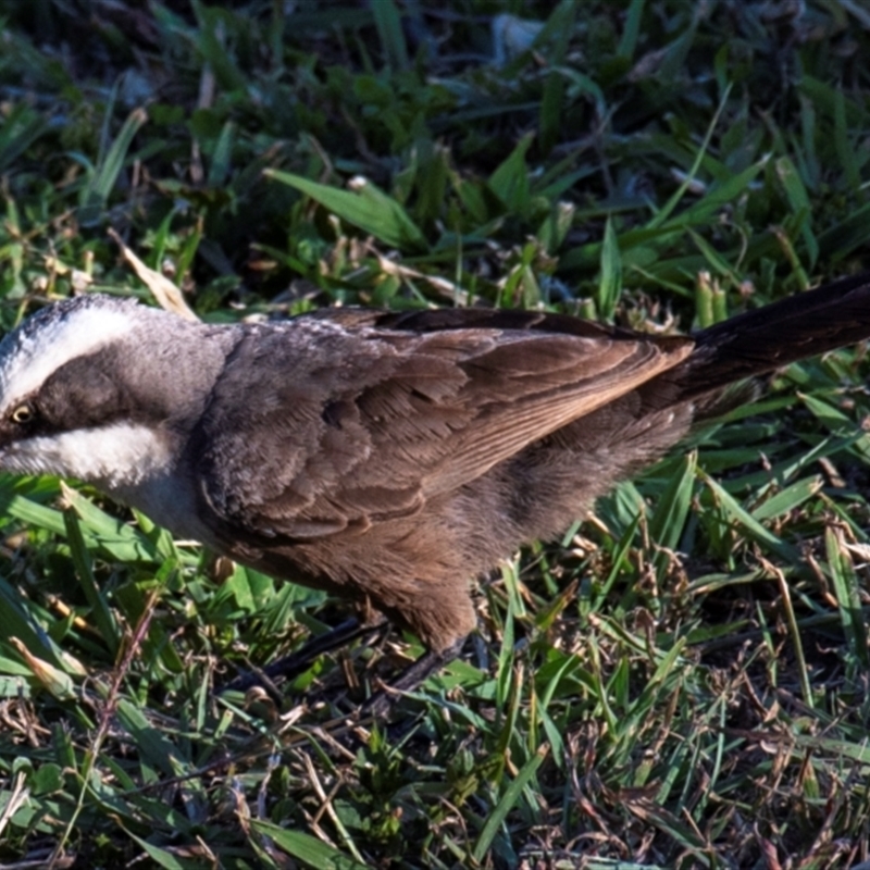 Pomatostomus temporalis temporalis