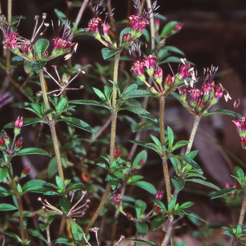 Pomax umbellata