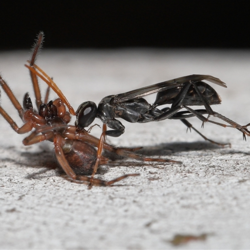 Pompilidae (family)