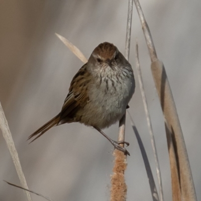 Poodytes gramineus