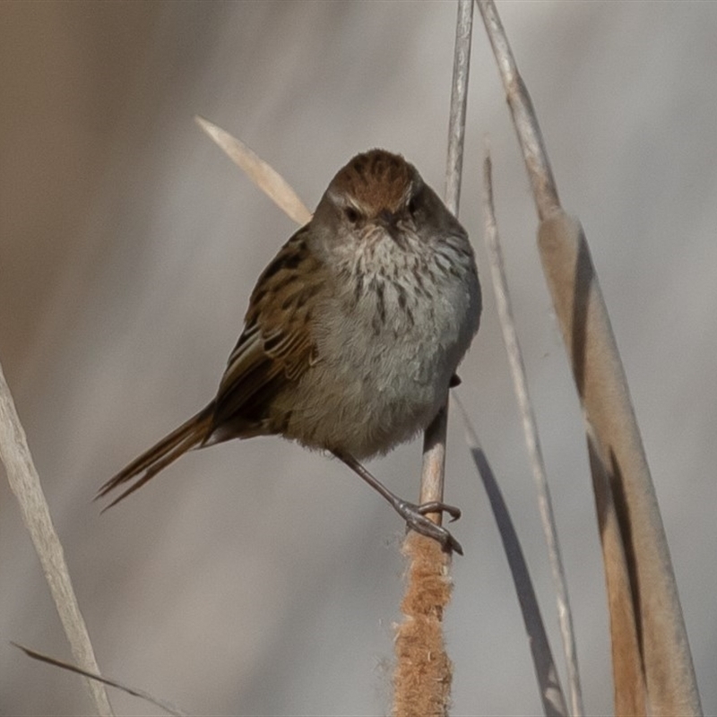 Poodytes gramineus