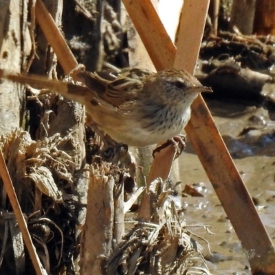 Poodytes gramineus