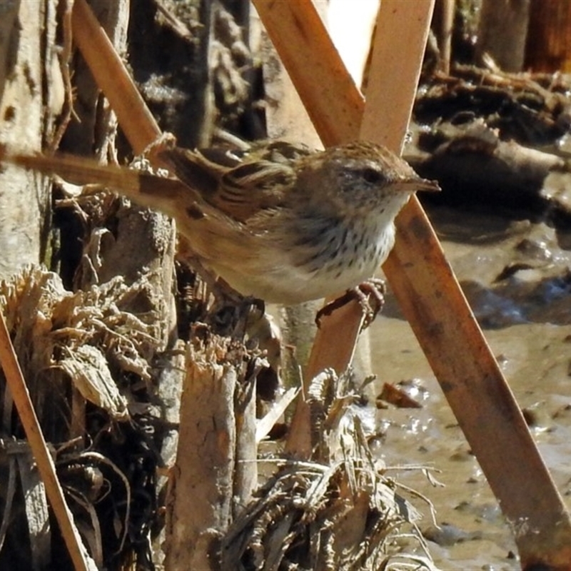 Poodytes gramineus