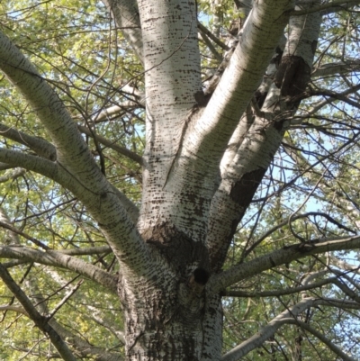 Populus alba