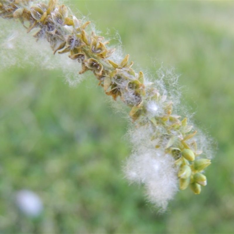 Populus alba