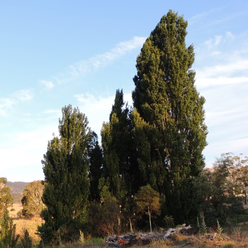 Populus nigra