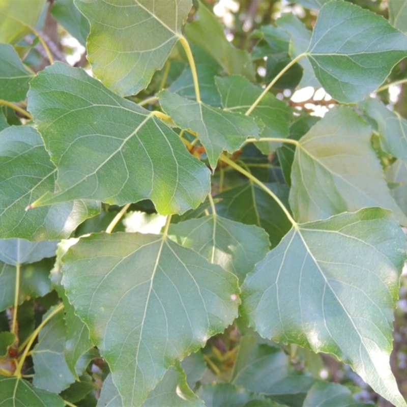 Populus nigra