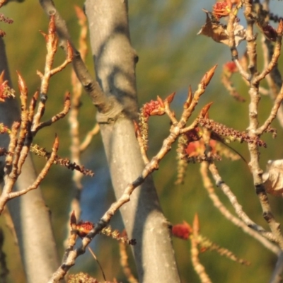 Populus nigra