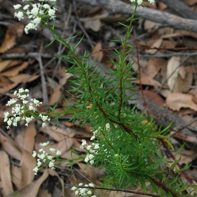 Poranthera corymbosa