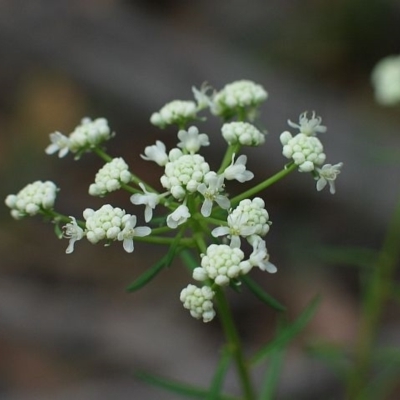 Poranthera corymbosa