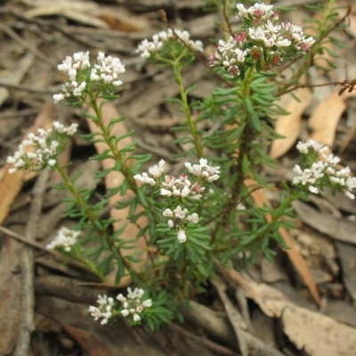 Poranthera ericifolia