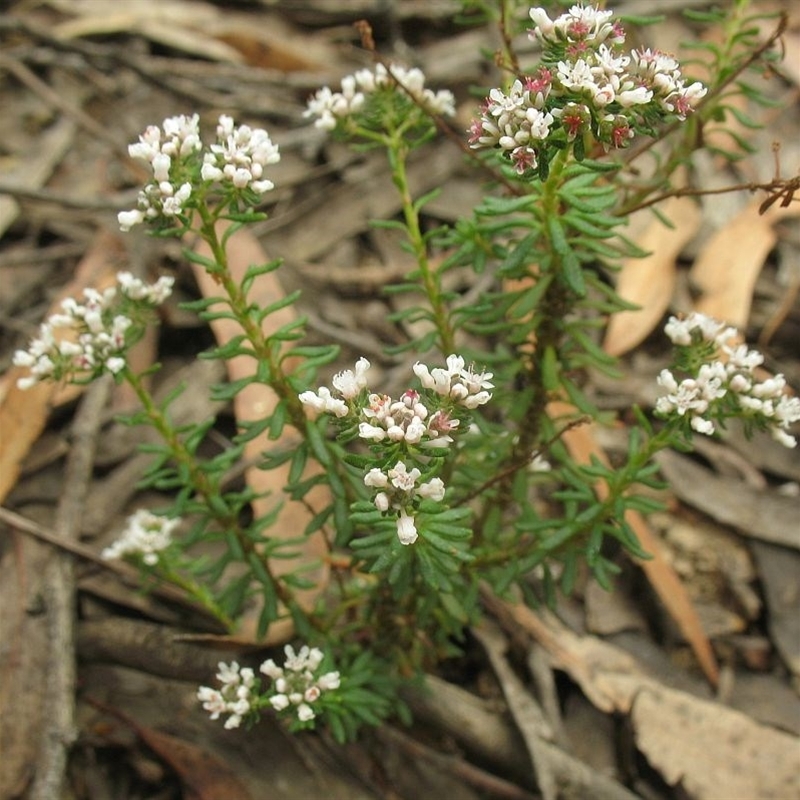 Poranthera ericifolia