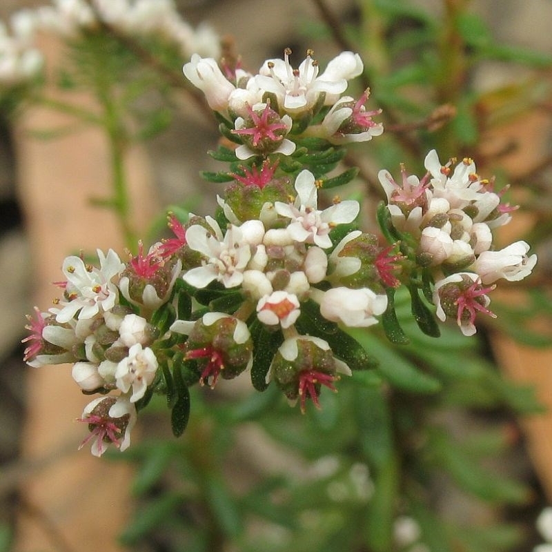 Poranthera ericifolia