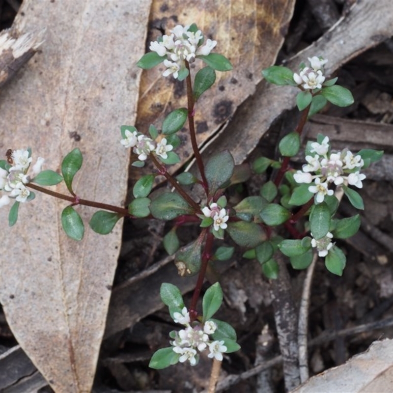 Poranthera microphylla