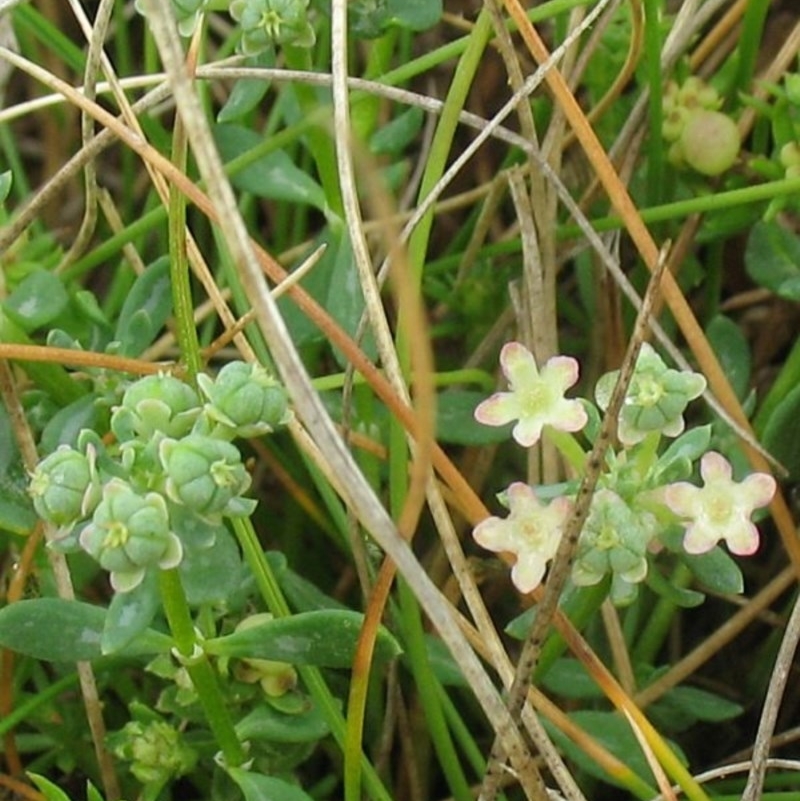 Poranthera oreophila