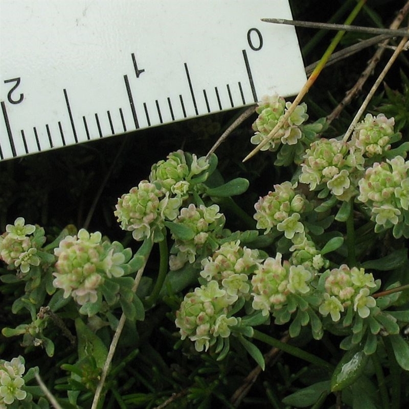 Poranthera oreophila