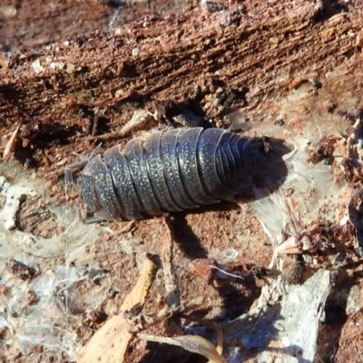 Porcellio scaber