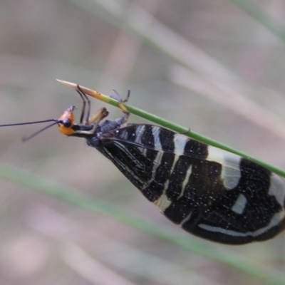 Porismus strigatus