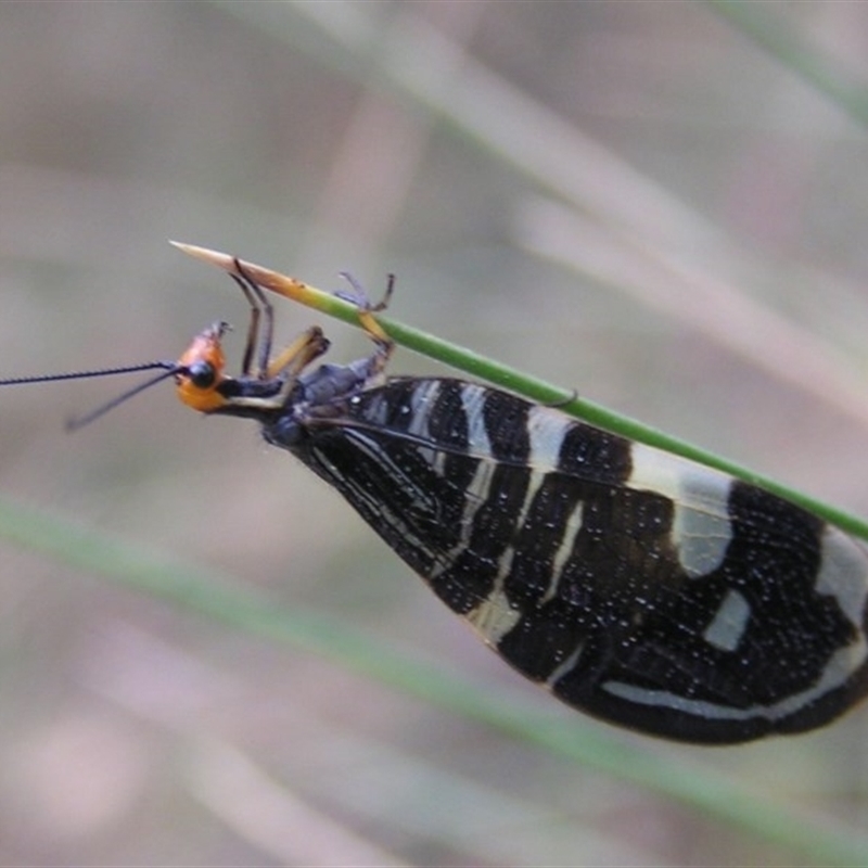 Porismus strigatus