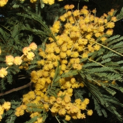 Acacia leucoclada