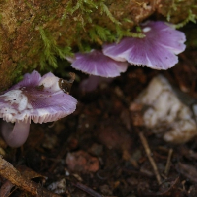 Porpolomopsis lewelliniae