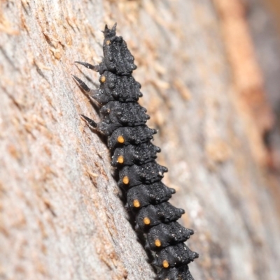 LARVAE