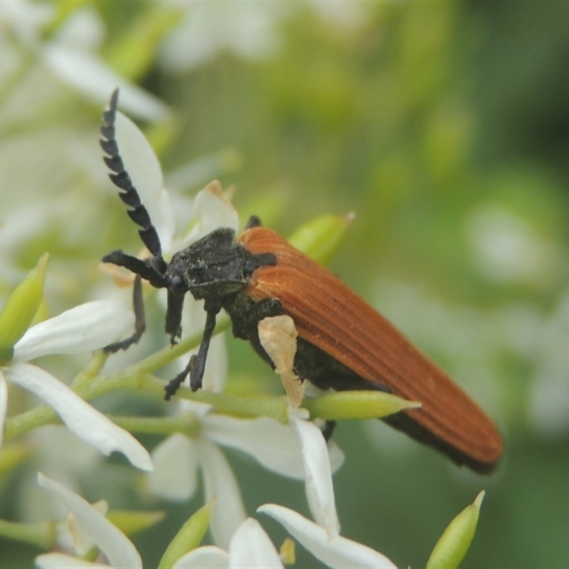 Porrostoma rhipidium