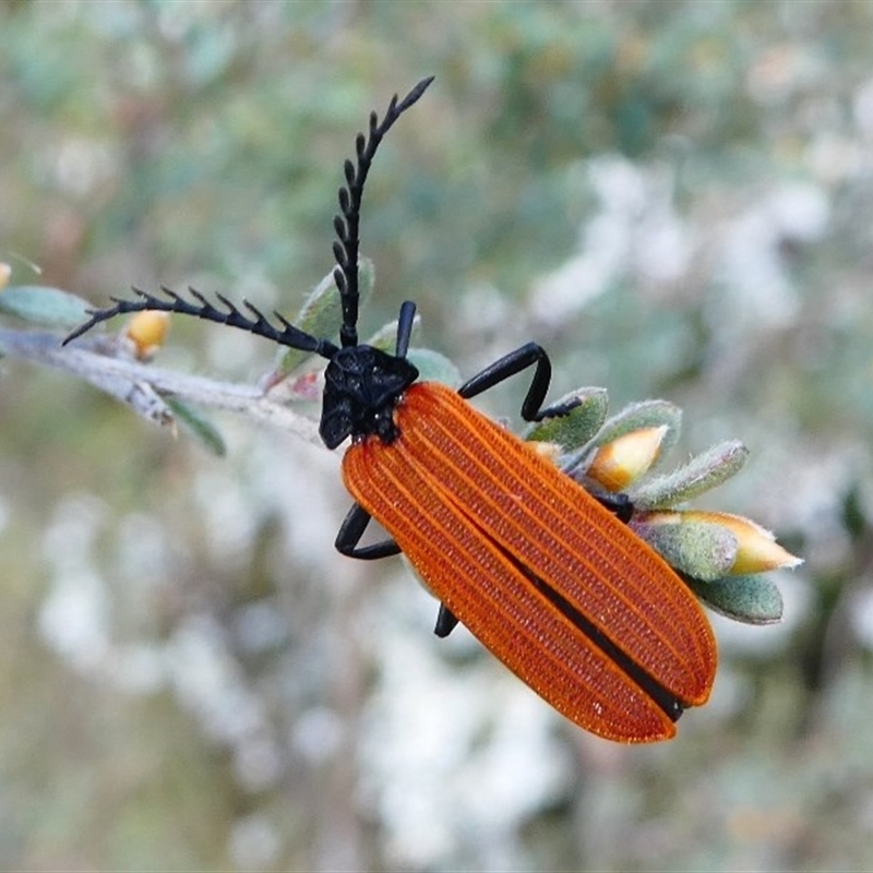 Porrostoma sp. (genus)