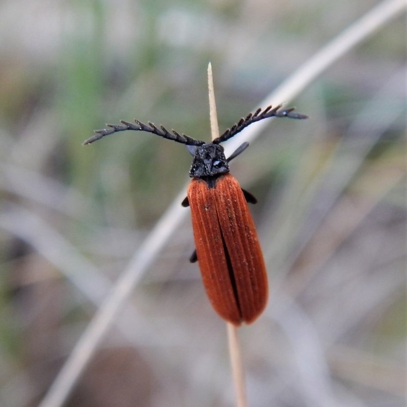 Porrostoma sp. (genus)