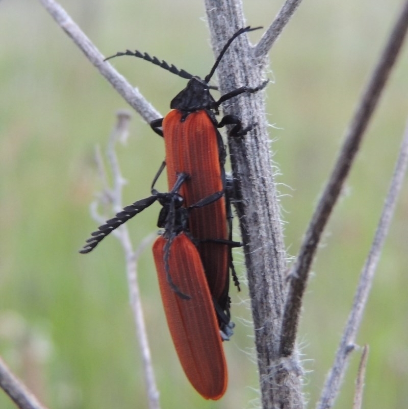 Porrostoma sp. (genus)