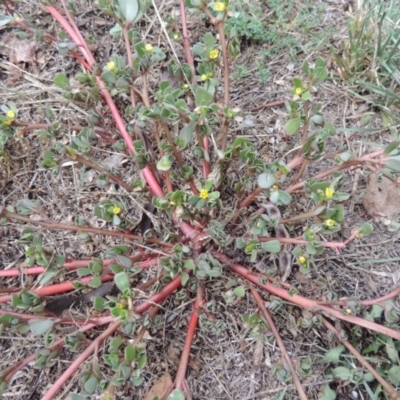 Portulaca oleracea