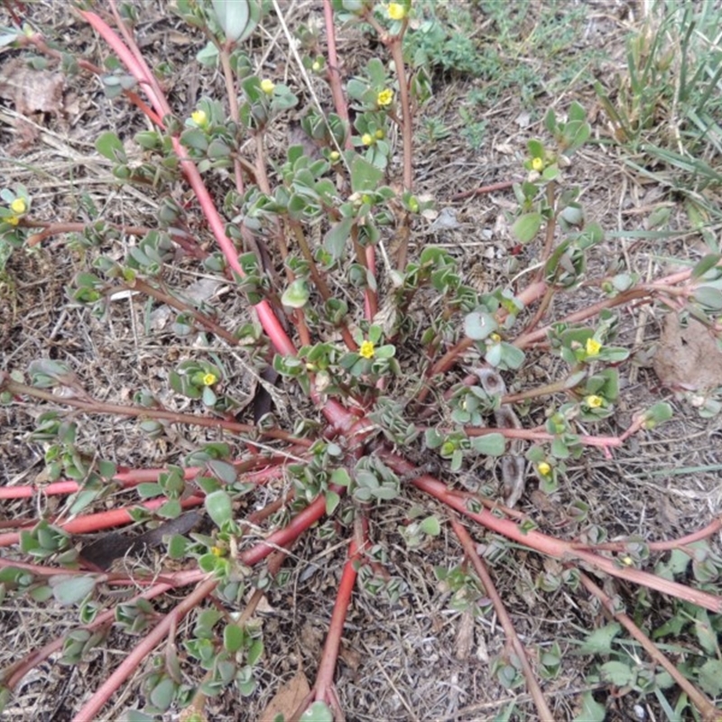 Portulaca oleracea