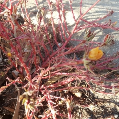 Portulaca sp. (garden cultivar)