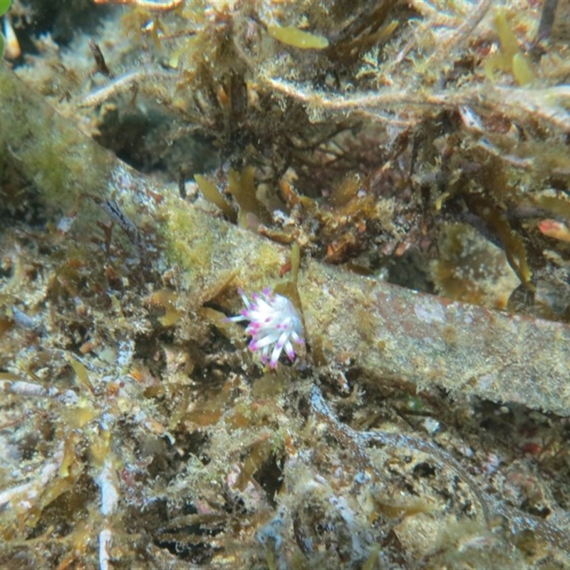 Posidonia australis