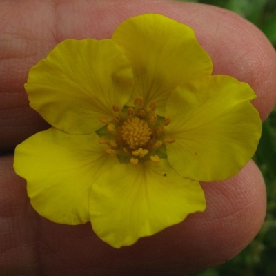 Potentilla anserina subsp. anserina