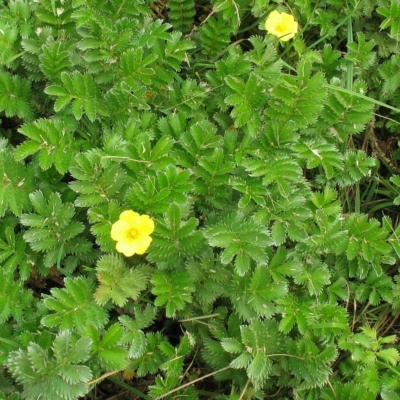 Potentilla anserina subsp. anserina