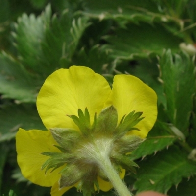 Potentilla anserina subsp. anserina