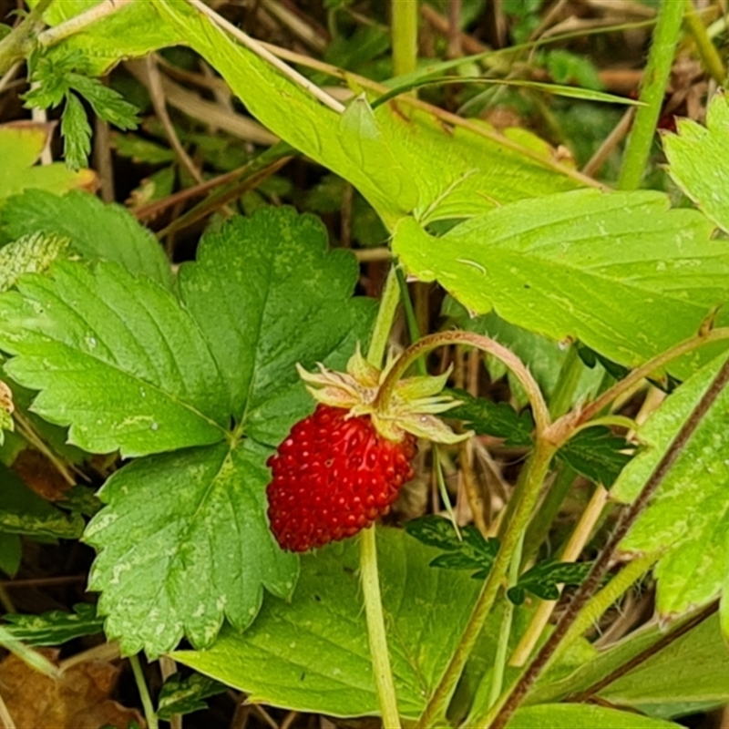 Potentilla vesca