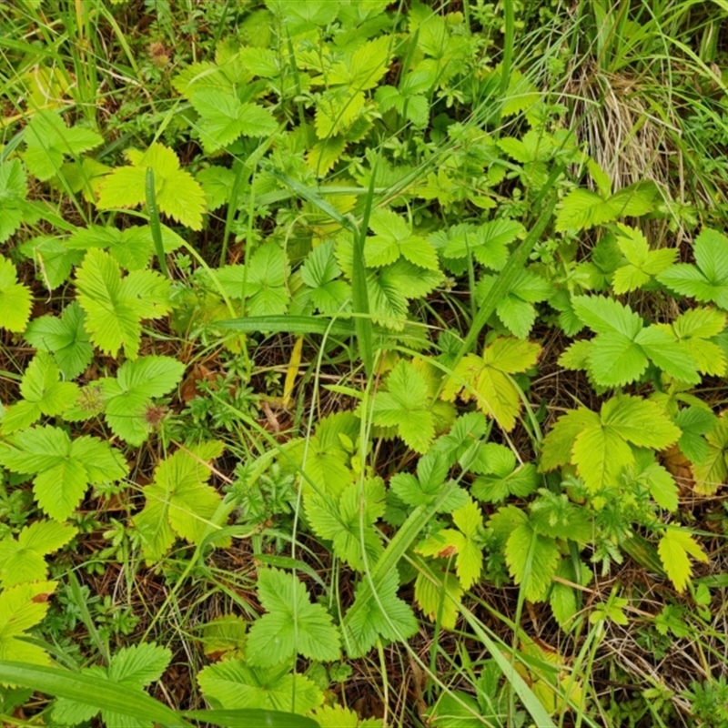 Potentilla vesca