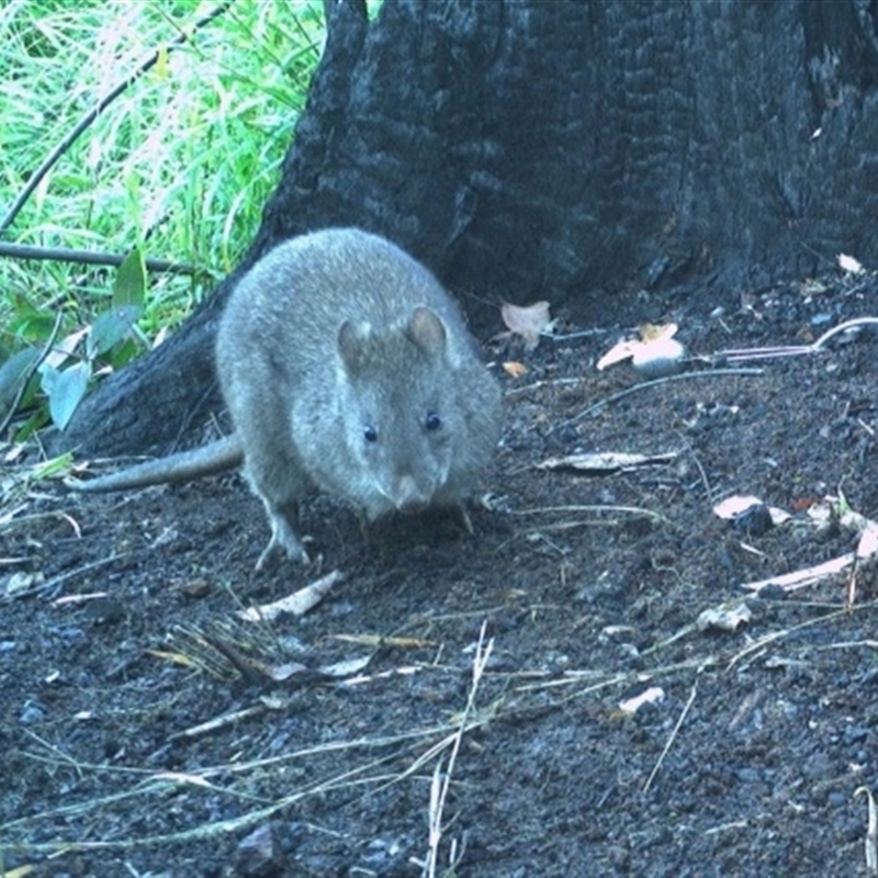 Photo by Andy Murray, from "environment.gov.au"