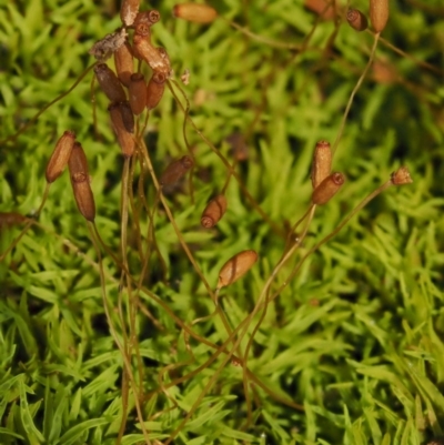 Pottiaceae (family)