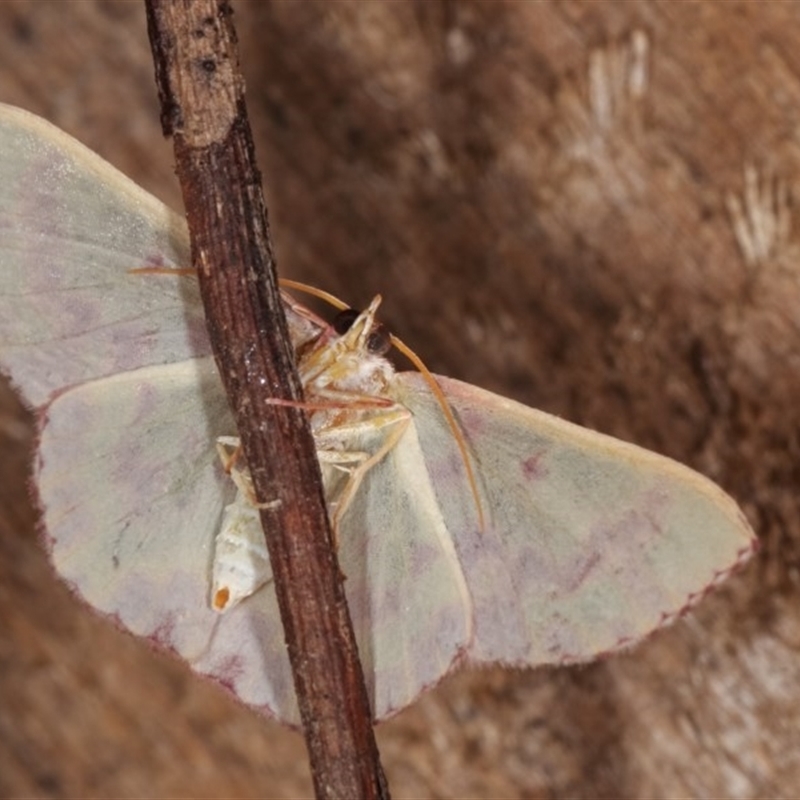 Prasinocyma rhodocosma