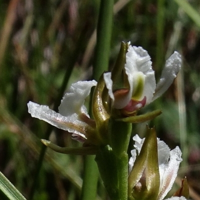 Prasophyllum sp. aff. odoratum