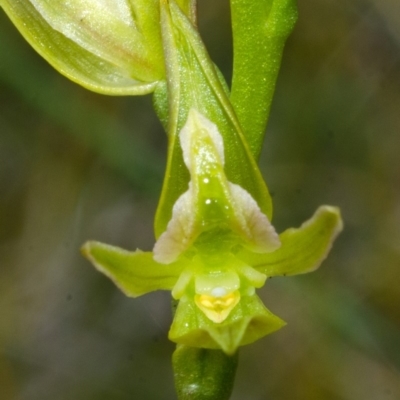 Prasophyllum sp. aff. spicatum