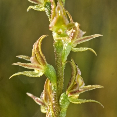 Prasophyllum sp. aff. spicatum