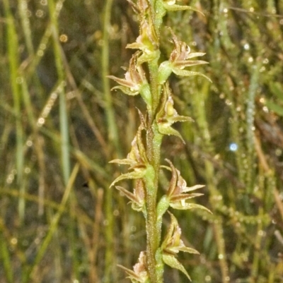 Prasophyllum sp. aff. spicatum