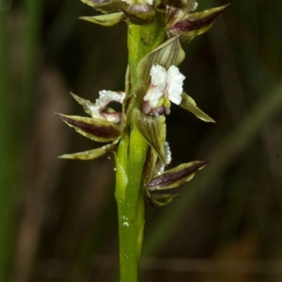 Prasophyllum australe